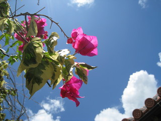 IMG_6133.JPG